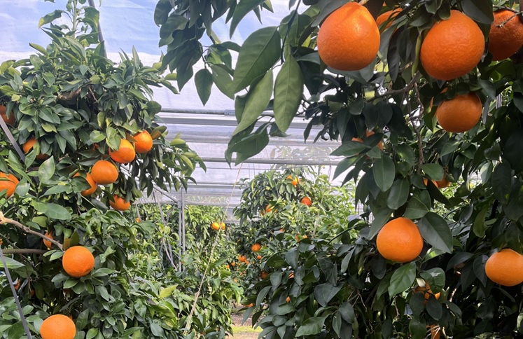 【2026年先行予約】 愛果28号 5kg 紅まどんな同一品種 バラ詰め ご家庭用 サイズミックス 農園直送 12月発送 愛媛 数量限定 愛媛県産 人気 柑橘 伊予市｜B274