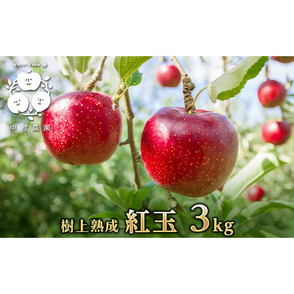 【ふるさと納税】フルーツファーム中村農園　【9月下旬発送 先行予約】樹上熟成　紅玉 3kg | りんご 紅玉 樹上熟成 林檎 人気 おすすめ 果物 フルーツ 旬 赤いりんご アップルパイ 製菓用 加工用 送料無料 長野県 長野市 信州 信濃 ふるさと納税