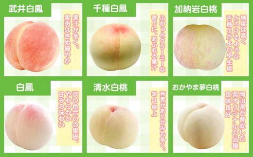 225.【先行予約】岡山県産 岡山白桃  7玉 (260g以上) 【配送不可地域あり】 《7月上旬-8月下旬頃出荷》 岡山県 矢掛町 桃 もも 白桃 果物
