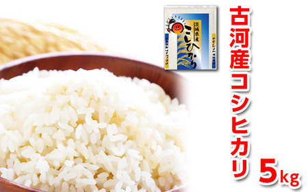 【新米】令和7年産 古河産コシヒカリ（5kg）｜米 コメ こめ ごはん ご飯 ゴハン 白飯 単一米 国産 コシヒカリ こしひかり 5kg 茨城県 古河市 着日指定可 ※2025年9月上旬頃より順次発送予定 _DP07