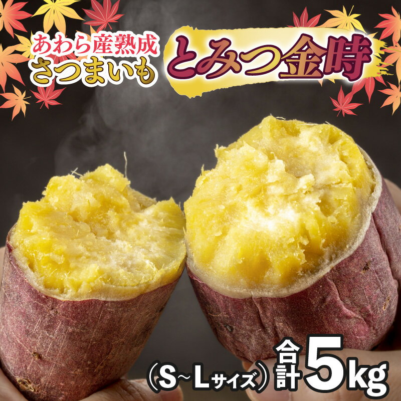 【ふるさと納税】【先行予約】さつまいも とみつ金時 5kg（S～Lサイズ）あわら産 熟成 ／ 焼き芋 スイートポテト 農家直送 期間限定 野菜 常備 ※2024年12月中旬以降順次発送