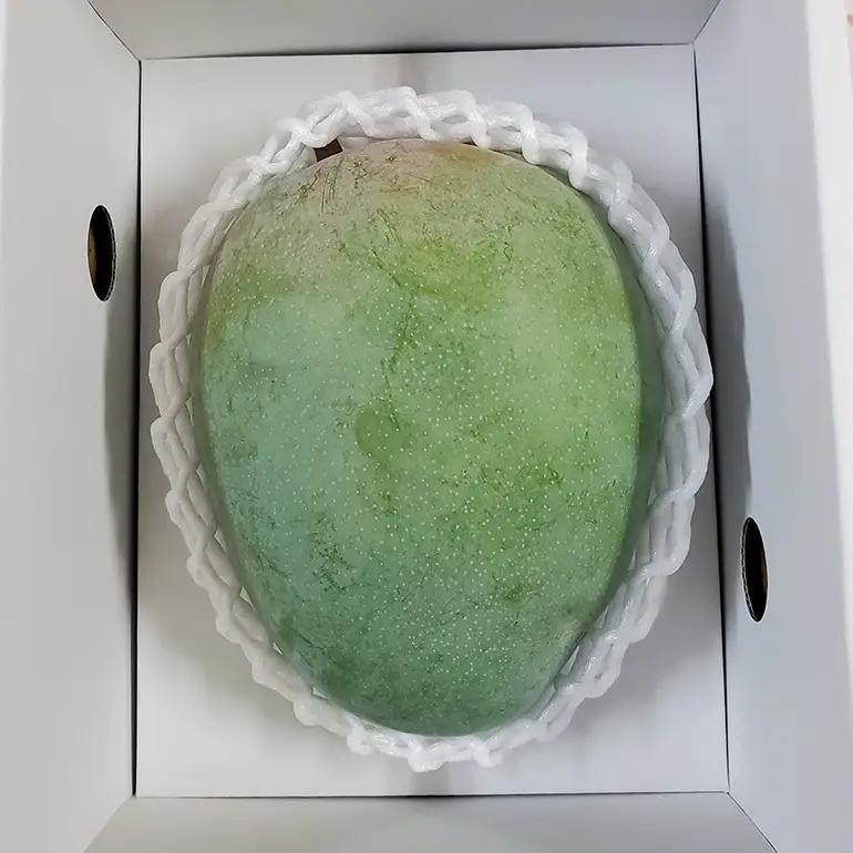 【 先行予約 2026年 発送 】 濃厚な大人の味 沖縄県「 キーツマンゴー 」1kg 沖縄県産 マンゴー 1キロ 緑色 希少 国産 果物 南国 くだもの フルーツ 夏 旬 特産品 沖縄 お取り寄せ 