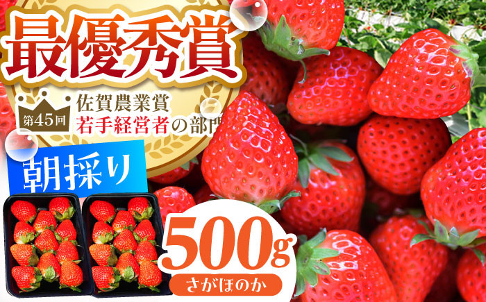 
                  【農薬0への挑戦】【2～4月発送】朝摘みいちご ( さがほのか ) 500g ( 250g×2パック ) 【むらおか農園】 [HAF022] / いちご 苺 イチゴ 果物 くだもの フルーツ いちごさん さがほのか 佐賀県 国産
                