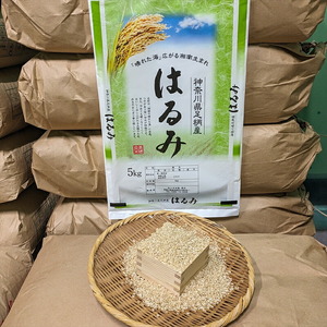 【令和7年産】湘南生まれ 南足柄育ちのお米「はるみ」(精米)10kg(5kg×2袋)【 ごはん おいしい 神奈川県 南足柄市 】