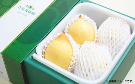 鴨梨 （ヤーリー） 3～6玉 約2kg 贈答箱 ／ 梨 なし ナシ 果物  【2026年11月下旬～12月下旬発送予定】