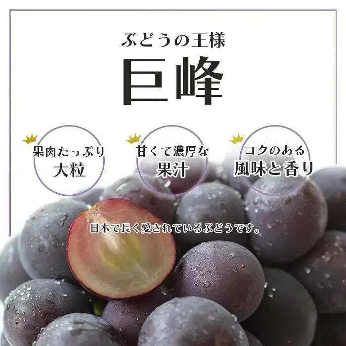 【2026年発送★先行予約】 巨峰 2～3房 約1.2kg ※クール便　154-026-26y | フルーツ 果物 高評価 人気 ランキング おすすめ 甘い 美味しい デザート 数量限定 送料無料 山