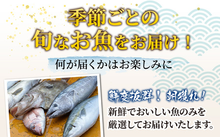 【5回お届け】【朝獲り】 鮮魚セット (小) 3種類以上 約1.5kg 魚 詰め合わせ 鮮魚ボックス 漁港直送 鮮魚