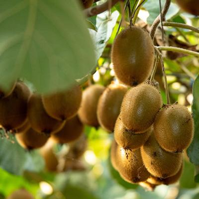 ふるさと納税 掛川市 掛川産 カラフルキウイ 3種6個と キウイミニジャム 3個セット キウイフルーツカントリー　5884 |  | 03