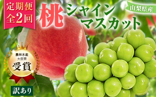 【発送月固定定期便】【訳アリ】山梨の桃とシャインマスカット全2回_フルーツ シャインマスカット 桃 もも 白桃 白鳳 ぶどう ブドウ 訳あり 山梨 果物 期間限定 定期便【4063712】