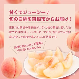 【2026年産 先行予約】 白桃 (品種おまかせ) 5kg 秀品 化粧箱入り 東根農産センター提供 山形県 東根市 hi027-259 （東北 果物 フルーツ くだもの もも 桃 白桃 ピーチ 品種お