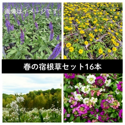 武蔵　春凄草宿根草セット(はるすごそう　しゅっこんそう)【配送不可地域：離島・北海道・沖縄】【1624827】