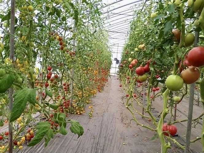 【2026年夏～発送】おかの農園 カラフル ミニトマト 1kg セット 詰合せ サイズ混合 複数 品種 新鮮 野菜 産地直送 北海道 富良野 ふらの