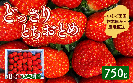 栃木県産 どっさりとちおとめ【750g】 | いちご ※2027年1月～発送