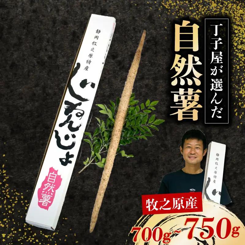 【R7年12月上旬からの発送】 丁子屋が選んだ 自然薯 台地のご馳走 700g ~ 750g 新鮮 とろろ 静岡県 牧之原市 ヤマゴ増田製茶