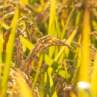 ふるさと納税 芦別市 【令和7年産先行受付】北海道芦別産農家直送ゆめぴりか　10kg(5kg×2袋) |  | 03