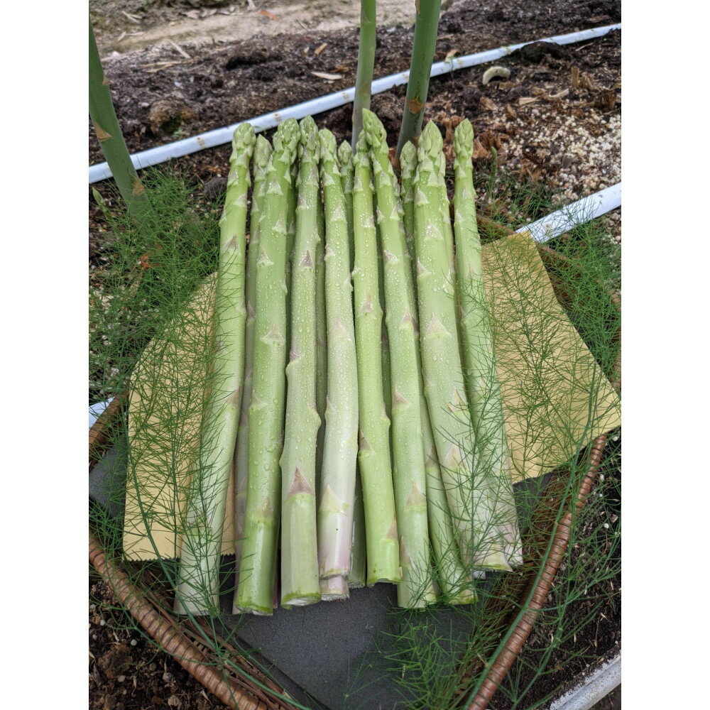 【ふるさと納税】＜2026年4月から発送＞坂出ふれあい産直市のアスパラガス「さぬきのめざめ」約1kg