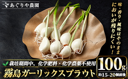K-693 霧島ガーリックスプラウト 100g (約15～20個前後入り) 【あぐりや農園】 霧島市 国産 霧島産 野菜 にんにく ニンニク ガーリック 加工品