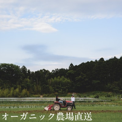 【毎月定期便】しあわせ野菜畑のシェフMセット　(訳あり規格外の有機野菜を一部使用)全12回【配送不可地域：離島・北海道・沖縄県・四国・九州】