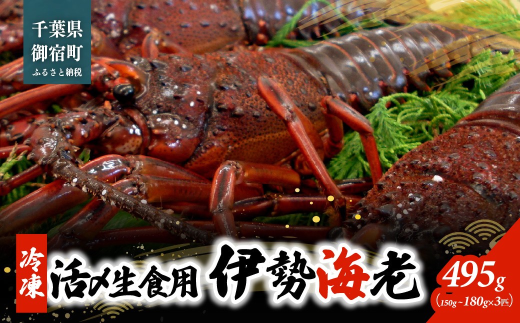 
                  活〆生食用伊勢海老（冷凍）４９５ｇ（１５０～１８０ｇ）×３匹　ONJB002
                