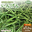 【ふるさと納税】 いんげん (200g × 6袋) 1.2kg　サイズ混合 北海道 豊浦町 【 ふるさと納税 人気 おすすめ ランキング 野菜 根菜 いんげんインゲン国産 バラ 詰合せ 混合 おいしい 美味しい 甘い 北海道 豊浦町 送料無料 】 TYUF001