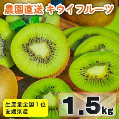 ふるさと納税 松山市 家庭用 キウイフルーツ 1.5kg (約12-18玉) 愛媛県産 2027年1月上旬〜2月下旬