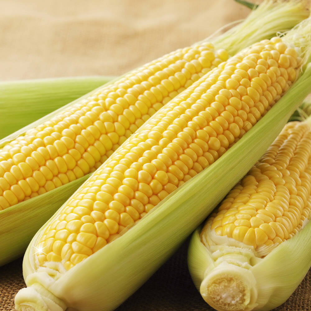 【ふるさと納税】とうもろこし ゴールドラッシュ 約3.5kg～約4kg（8～15本） M～特サイズ トウモロコシ もろこし フルーツコーン 野菜 やさい 熊本県産 国産 冷蔵 熊本県 熊本市 送料無料 【2026年6月上旬から年7月下旬まで順次発送予定】