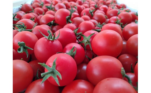 
[10-D9] 幻のトマト 高糖度有機栽培ミニトマト「尾州トマト 900g」
