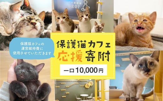 
10-998 保護猫カフェへの寄附 【お礼品の発送はございません】一口10,000円
