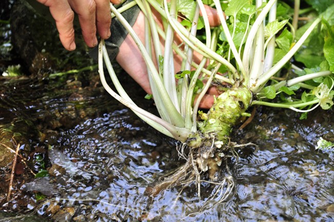 【世界農業遺産認定】西伊豆町の本わさび・無添加漬物セット（岡原わさび） 天城山 清流 しょうゆ漬け 三杯酢漬け わさび漬け 無添加 お刺身 さしみ ステーキ 薬味 冷蔵 伊豆 ギフト お歳暮 お中元
