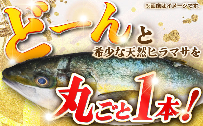 人気 おすすめ オススメ ヒラマサ ひらまさ 天然 煮物 カルパッチョ お寿司 