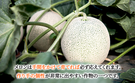 メロン 赤肉 厳選 大玉 富良野産 メロン【1玉 約2.5kg】松本農園