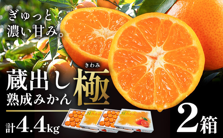 蔵出し熟成みかん『極』2箱 《2月中旬-3月上旬頃出荷予定》みかん ミカン 蜜柑 mikan 貯蔵 柑橘 佐那河内 さなごうち 徳島県 箱入り 化粧箱 S M L フルーツ 果物 くだもの 贈答 進物