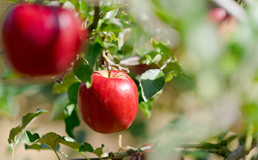 【数量限定・期間限定】75P3407　陽気な母さんの季節のりんご詰め合わせセット　5kg