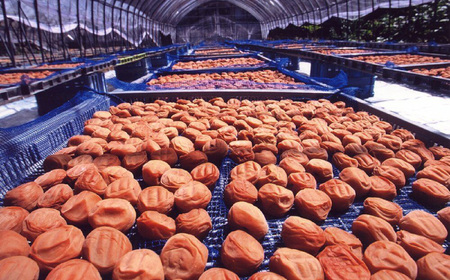 梅干し　「豊の香梅」　贈答用 計1kg（500g×2個） 日田市 / 株式会社矢野農園[ARCF003]