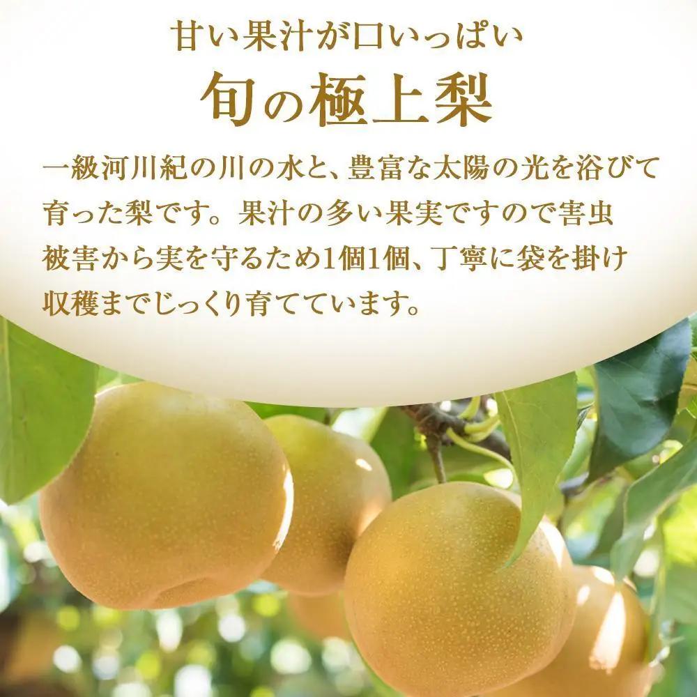 〈先行予約〉梨 秀品 （中玉～大玉）6～8個入り 梨