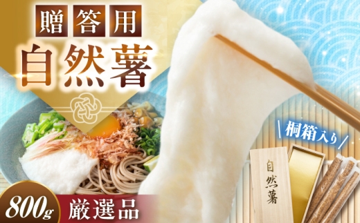 【定番人気】自然薯 中（800g） / じねんじょ 山芋 とろろ 産地直送食材 栄養豊富 美味しい 和食 ごはん / 恵那市 / 水戸屋 [AUFZ009]