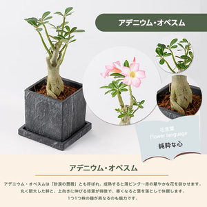 2026年5月中旬～発送【観葉植物】アデニウム・オベスム15cm～25cm (Green Base/016-2056) 南国鹿児島県で育った 観葉植物！植物 鉢付 インテリア 室内 オフィス おしゃれ