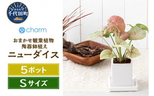 
観葉植物 おまかせ観葉植物 陶器鉢植え ニューダイスＳ ＷＨ (5鉢) 受け皿付き 北海道冬季発送不可 群馬県 千代田町 インテリア ナチュラル かわいい リラクゼーション 室内栽培 プレゼント ギフト 贈答用 送料無料 趣味 風水 緑 ライフスタイル 人気 オススメ 初心者 玄関 リビング キッチン 株式会社チャーム
