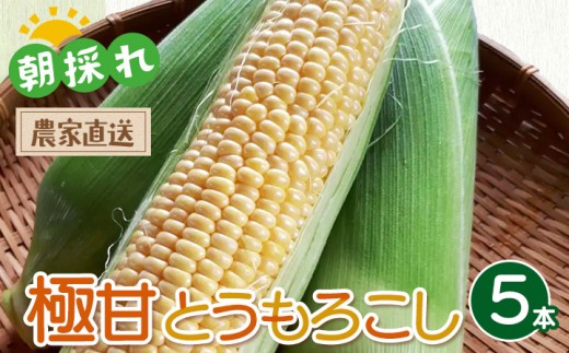 【朝採れ】一度食べたらやみつき！ 極甘とうもろこし 5本 | ゴールドラッシュ 夏野菜 旬 新鮮 産地直送 ※2026年7月～発送