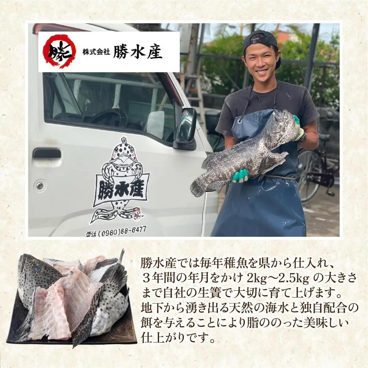 石垣島 ハタ ハーフフィーレ