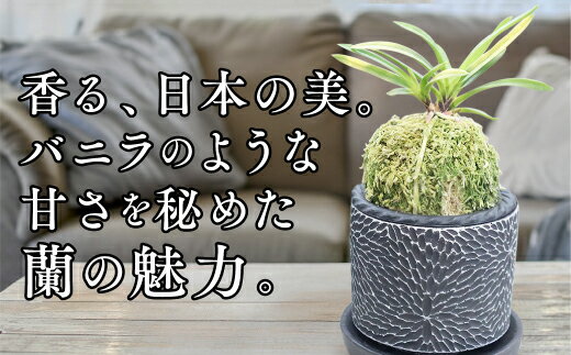 D088【ふるさと納税】【日本の蘭】富貴蘭　風蘭　黒筒陶器鉢