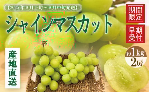 
            シャインマスカット 2房 約 1kg 種なし 早期受付 2025年収穫 秋 旬 おすすめ オススメ 人気 ジューシー 新鮮 産地直送 厳選 数量限定 高知 高知県 四万十市 四万十 しまんと 葡萄 ぶどう ブドウ フルーツ 果物 くだもの マスカット 予約 25-900
          