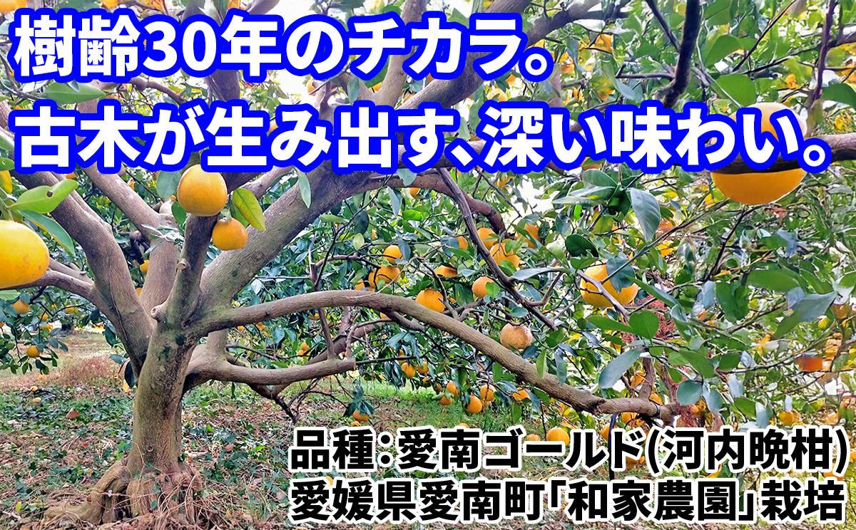 
                  河内晩柑 みかん ＜樹齢30年＞【農家直送】（果汁たっぷり／心地よい甘さ／爽やか風味）良品と訳あり混合8kg 文旦 の派生種 愛南ゴールド 柑橘 果物 フルーツ 蜜柑 かわちばんかん 国産 訳あり 愛媛 愛南町 和家農園
                