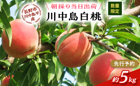 【先行予約】【数量限定】【朝採り当日出荷】信州・長野市川中島平産 もも「川中島白桃」約5kg（10～16玉） 2026年8月20日前後より順次発送