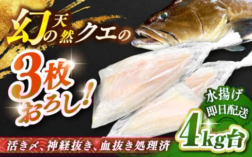 天然クエ（4ｷﾛ台・3枚おろし） [JBS056]