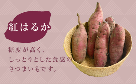 【先行予約】＜紅はるか＞富山県産 さつまいも 5kg 【2025年12月以降順次発送】 富山県 氷見市 サツマイモ 自然豊か しっとり ねっとり
