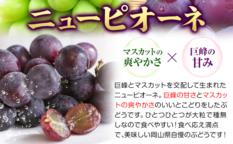 【先行予約】ぶどう ピオーネ ニューピオーネ 約2kg 3~4房 果物 スイーツ フルーツ デザート 葡萄 吉備高原の農園 幸屋 sachiya 岡山県 浅口市《9月上旬から９月中旬に発送予定(土日祝