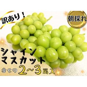 【2025年先行受付】お試しフルーツ王国岡山シャインマスカット1.2kg以上!　朝採れぶどう2～3房【配送不可地域：離島】【1633322】