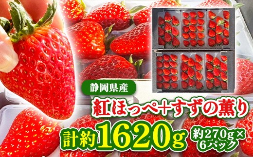 
            ＜2026年発送＞静岡県産いちご「紅ほっぺ+すずの薫り」6パック 約1.6kg(約270g×6)_いちご イチゴ 苺 箱入り 食べ比べ セット 果物 フルーツ ギフト 送料無料 静岡県 掛川市【1127879】
          