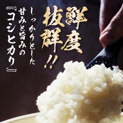 ふるさと納税 あわら市 【令和7年産】コシヒカリ 精米 10kg×1袋 《お米マイスターが発送直前に精米!》 |  | 01